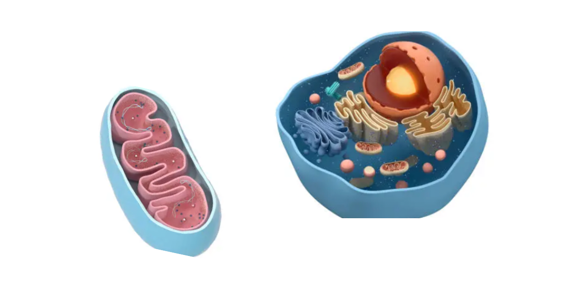 Image of an Animal Cell and Mitochondria